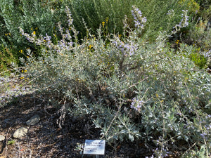 Salvia apiana White Sage & Selections
