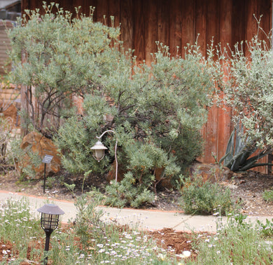 Eriogonum arborescens Santa Cruz Island Buckwheat