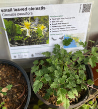 Load image into Gallery viewer, Clematis pauciflora  Small Leaved Clematis