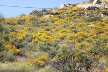 Load image into Gallery viewer, Bahiopsis laciniata San Diego County Sunflower Viguiera