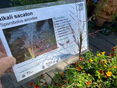 Sporobolus airoides Alkali Sacaton