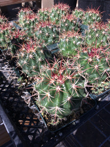 Ferocactus viridescens San Diego Barrel Cactus