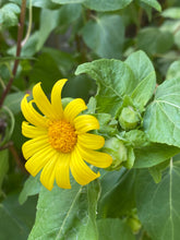Load image into Gallery viewer, Venegasia carpesioides Canyon Sunflower