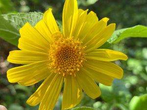 Venegasia carpesioides Canyon Sunflower