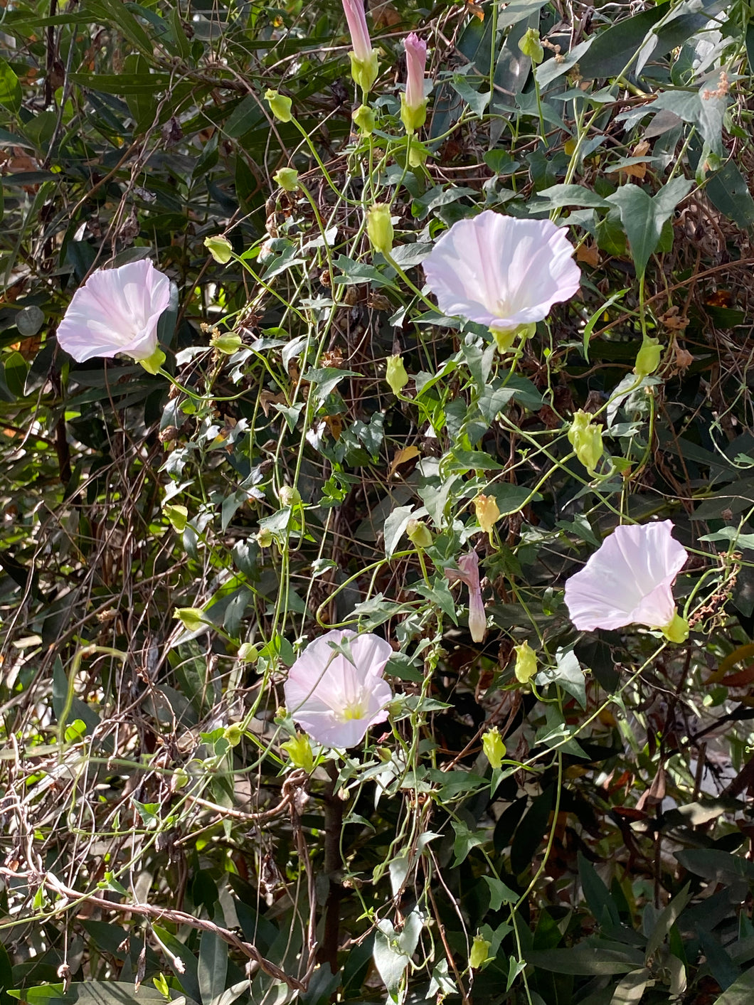 Calystegia macrostegia California Island Morning Glory