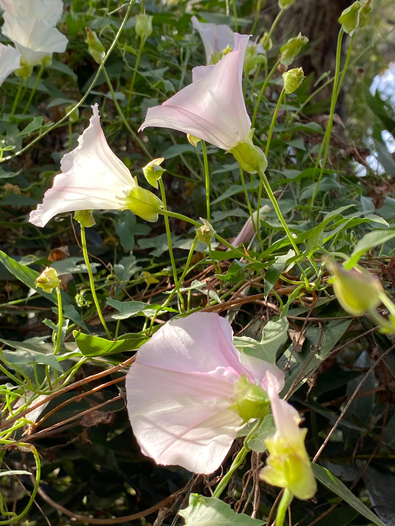 Calystegia macrostegia California Island Morning Glory – Neel's Nursery
