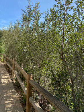 Cercocarpus minutiflorus San Diego Mountain Mahogany