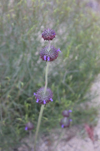 Salvia columbariae Chia - Seed