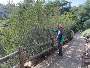 Cercocarpus minutiflorus San Diego Mountain Mahogany