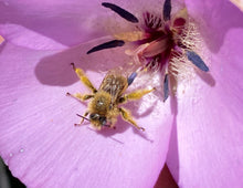 Load image into Gallery viewer, Calochortus splendens Splendid Mariposa Lily