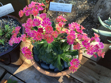 Lewisia longipetala & cotyledon Cliff Succulent 'Little Peach' & 'Sunset'