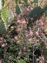 Load image into Gallery viewer, Calliandra eriophylla Fairyduster