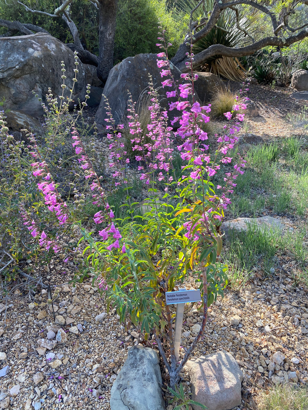 Penstemon spectabilis Showy Penstemon