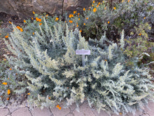 Load image into Gallery viewer, Artemisia pycnocephala &#39;David&#39;s Choice&#39;  Sagebrush