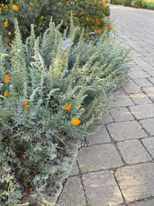 Artemisia pycnocephala 'David's Choice'  Sagebrush