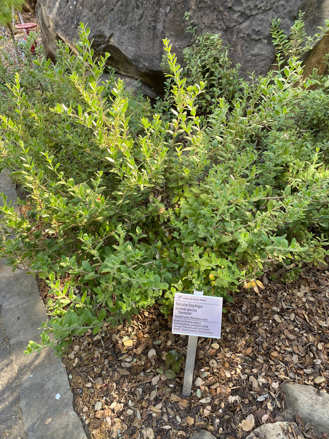 Gambelia speciosa Island Snapdragon & Selections ( Galvezia )