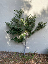 Load image into Gallery viewer, Prunus ilicifolia ssp. lyonii Catalina Island Cherry