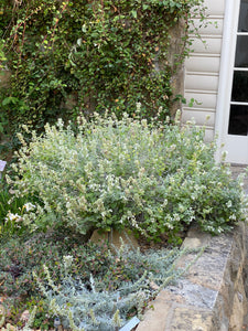 Salvia cedrosensis 'Baja Blanca' Baja Blanca Cedros Island Sage