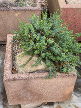 Load image into Gallery viewer, Baccharis pilularis &#39;Pigeon Point&#39; - &#39;Twin Peaks&#39; - &#39;Dodge Ely&#39; Dwarf Coyote Bush