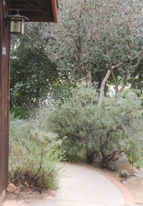 Eriogonum arborescens Santa Cruz Island Buckwheat