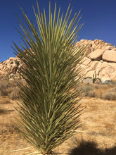 Load image into Gallery viewer, Yucca brevifolia Joshua Tree
