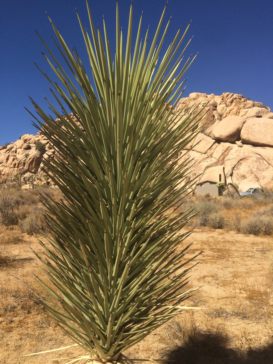Yucca brevifolia Joshua Tree