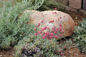Eriogonum grande var. rubescens Red-flowered Buckwheat