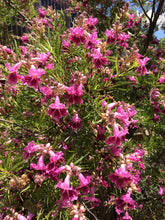 Load image into Gallery viewer, Chilopsis linearis Desert Willow