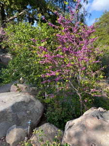 Cercis occidentalis Western Redbud