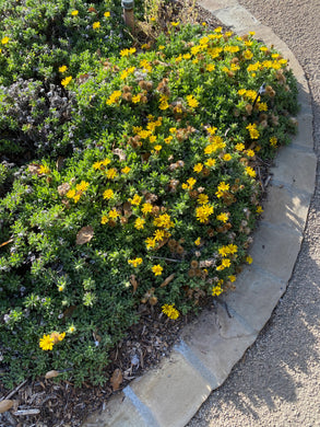 Heterotheca villosa 'San Bruno Mountain'San Bruno Mountain Sessileflower Goldenaster