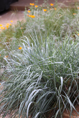 Elymus condensatus 'Canyon Prince' Canyon Prince Wild Rye Leymus