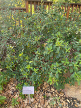 Load image into Gallery viewer, Frangula californica Coffeeberry ( Rhamnus ) &amp; Selections &#39;Eve Case&#39;