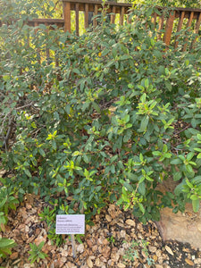 Frangula californica Coffeeberry ( Rhamnus ) & Selections 'Eve Case'