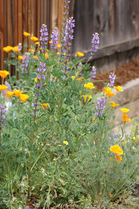 Lupinus succulentus Succulent Lupine