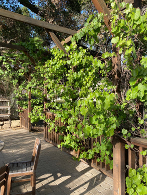 Vitis girdiana Desert Wild Grape