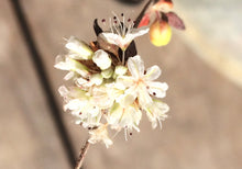 Load image into Gallery viewer, Eriogonum parvifolium Sea-Cliff-Buckwheat
