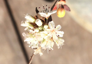 Eriogonum parvifolium Sea-Cliff-Buckwheat