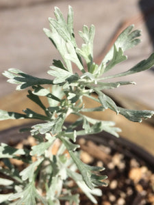 Artemisia tridentata Big Sagebrush