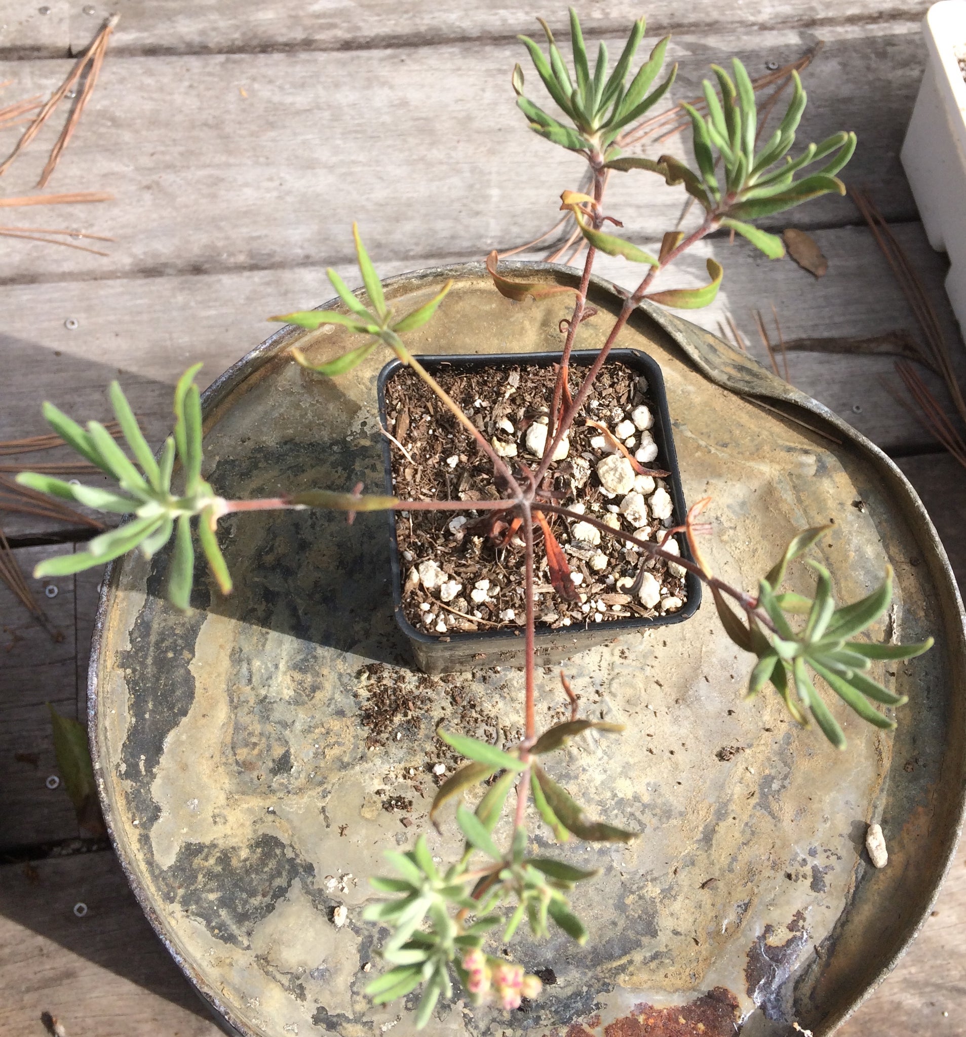 santa cruz succulent nursery Eriogonum arborescens Santa Cruz Island Buckwheat – Neel's Nursery
