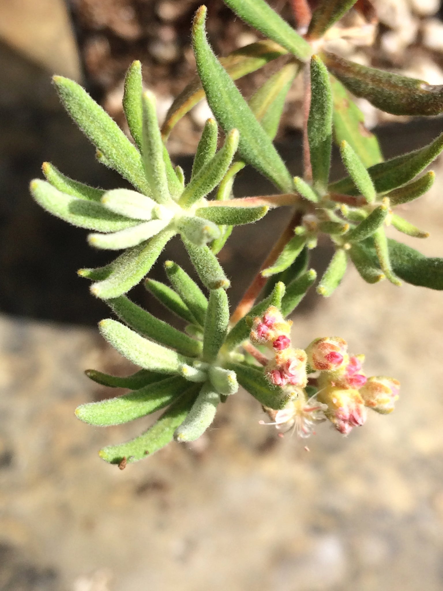 Eriogonum arborescens Santa Cruz Island Buckwheat Neel s Nursery