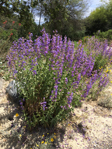 Penstemon spectabilis Showy Penstemon