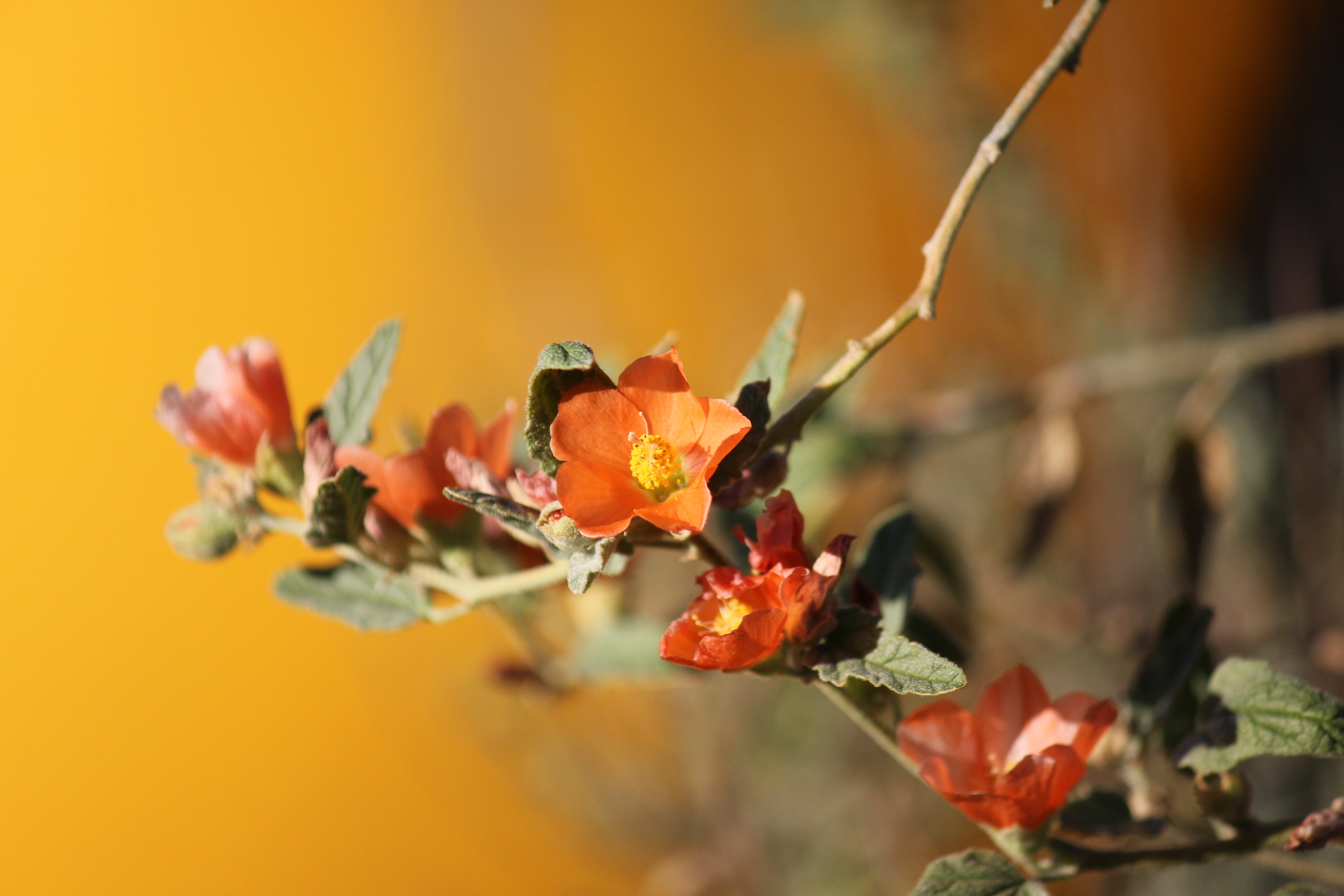 Sphaeralcea ambigua Apricot Mallow & Selections – Neel's Nursery
