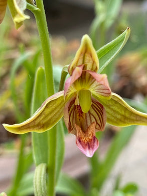 Epipactis gigantea Stream Orchid