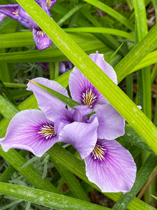 Iris douglasiana  Douglas Iris