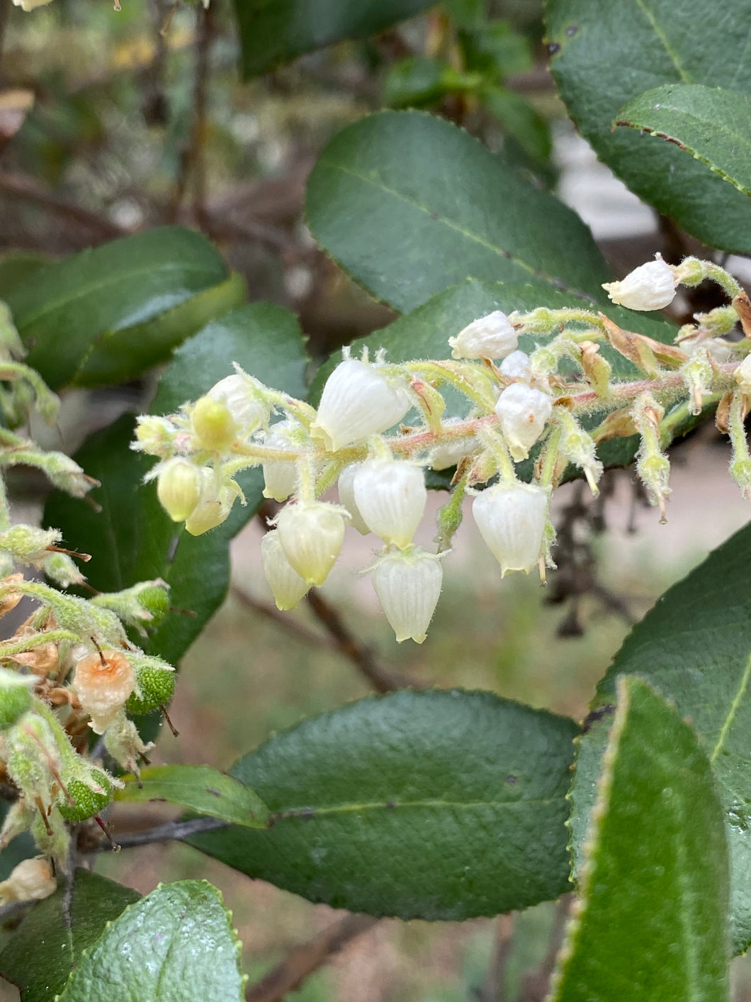 Comarostaphylis diversifolia Summer Holly