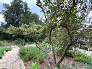 Comarostaphylis diversifolia Summer Holly