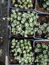 Load image into Gallery viewer, Sedum spathulifolium &#39;Cape Blanco&#39; Cape Blanco Common Stonecrop