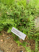 Load image into Gallery viewer, Polypodium californicum California Polypody