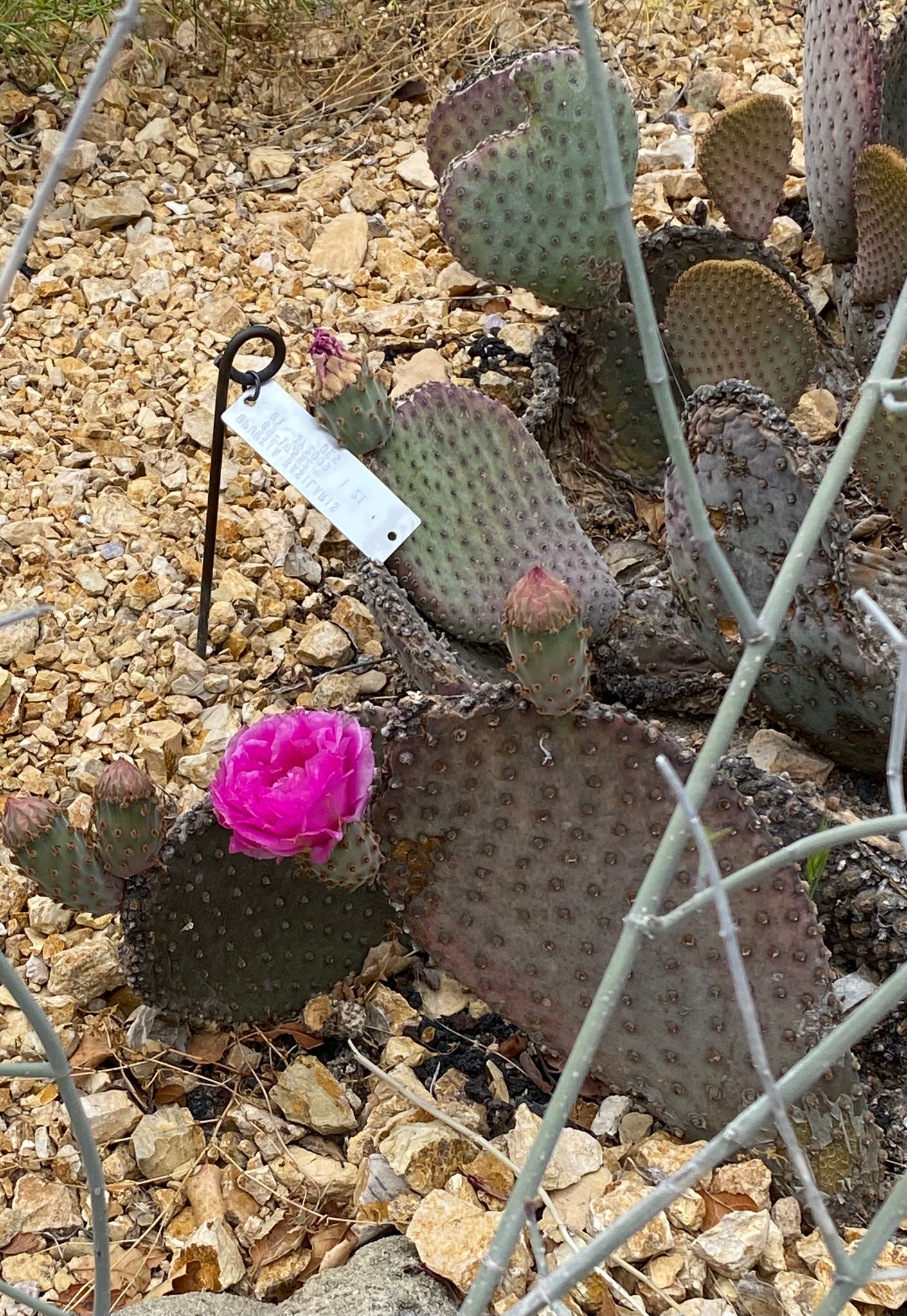 beavertail prickly pear cactus Opuntia basilaris Beavertail Pricklypear – Neel's Nursery
