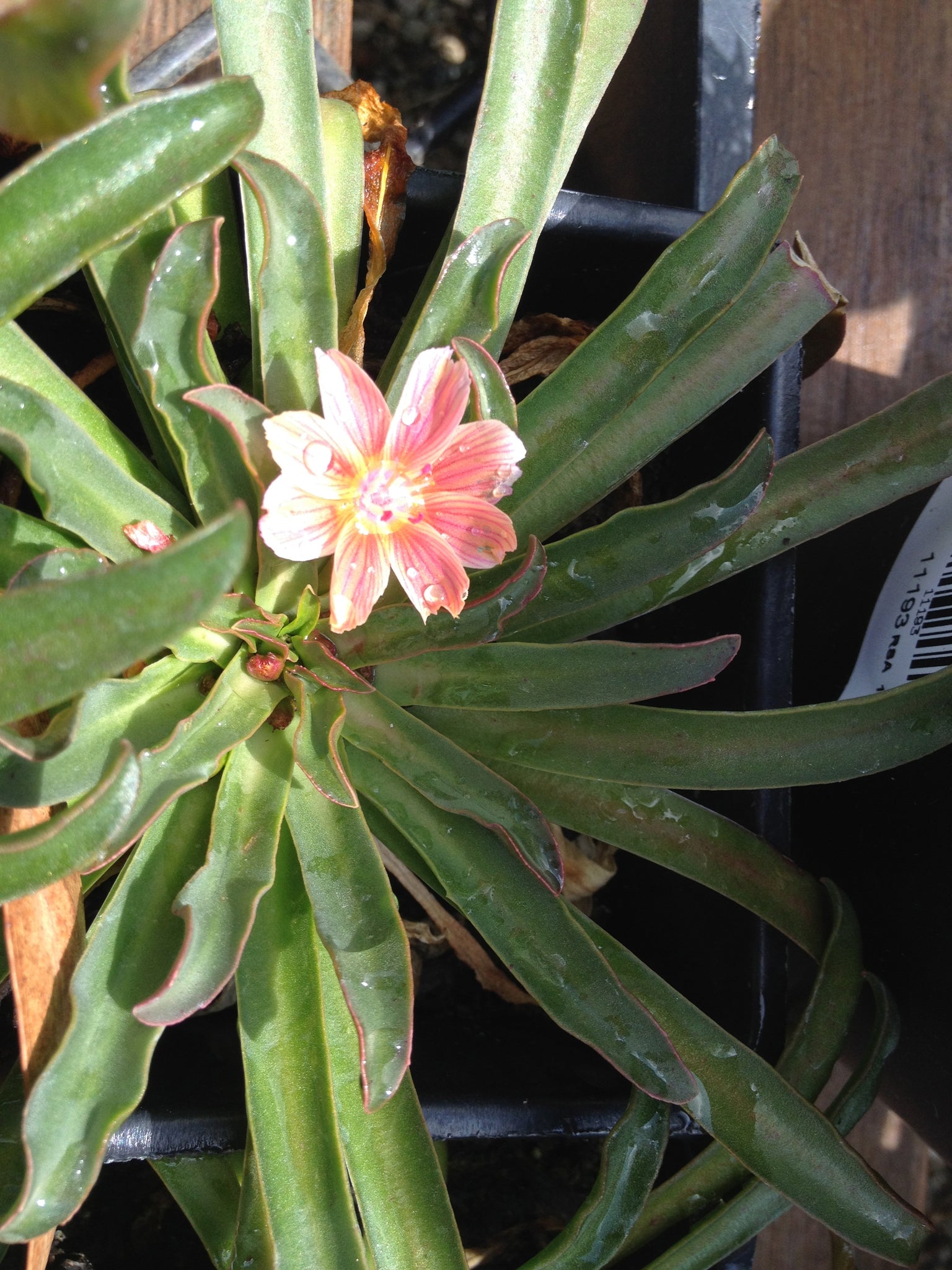 peach succulent Lewisia longipetala & cotyledon Cliff Succulent 'Little Peach' & 'Suns – Neel's Nursery